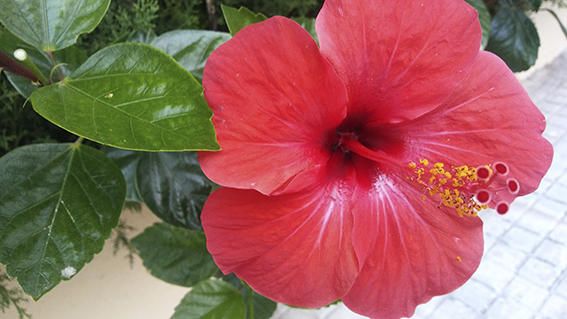 Flor. Preciosa flor d’hibisc. És una planta ideal per donar alegria al jardí gràcies a les seves cridaneres flors.