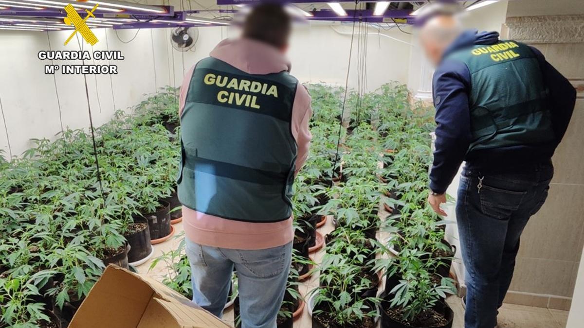 Los agentes inspeccionan la plantación de marihuana