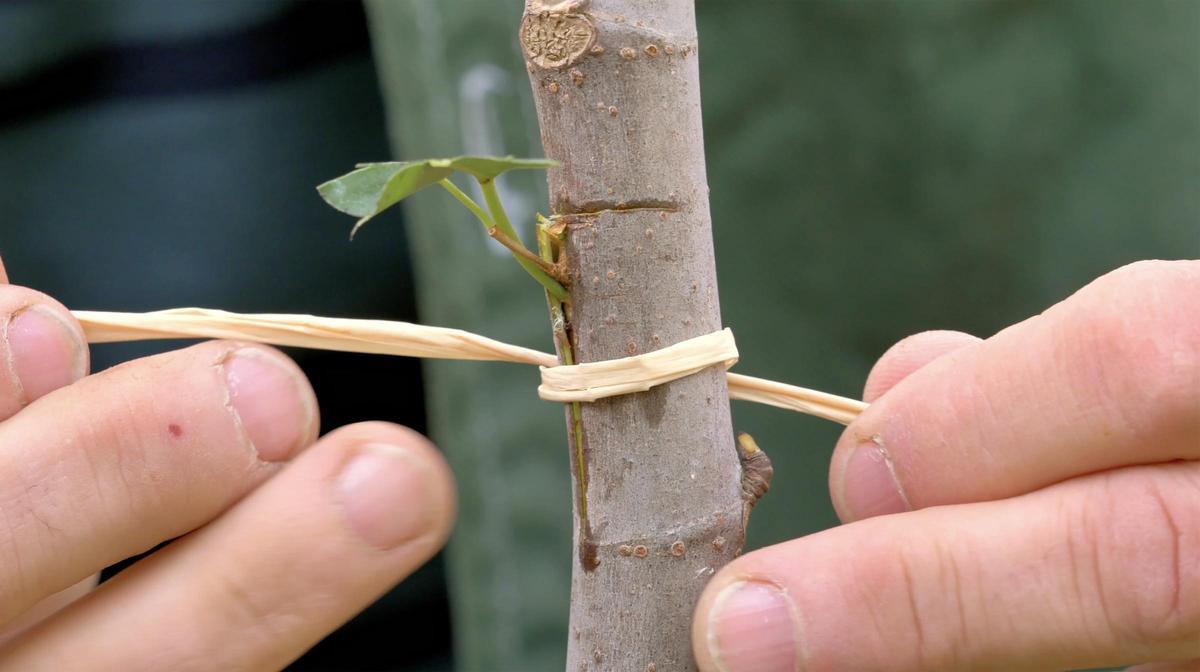 Detalle de un injertos.