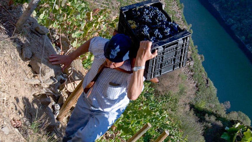 En la Ribeira Sacra de desarolla la &quot;viticultura heroica&quot;. // E.R.