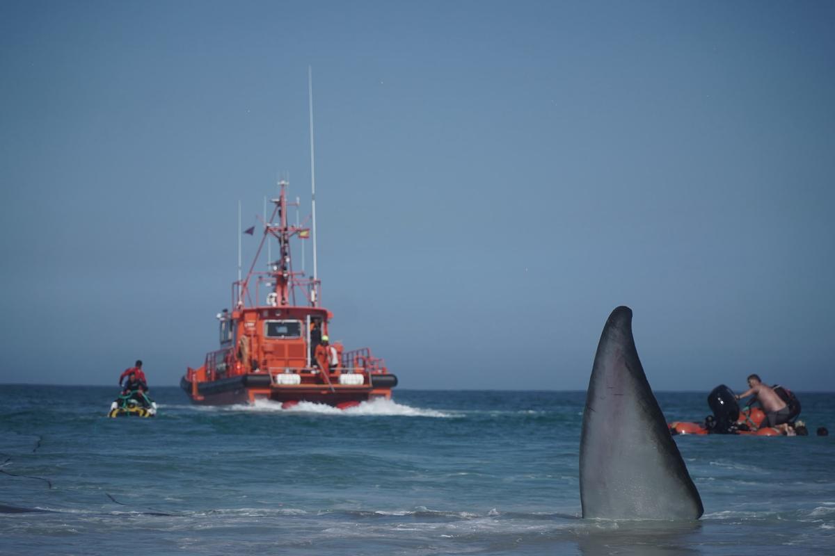 Rescate de la ballena varada en Arteixo