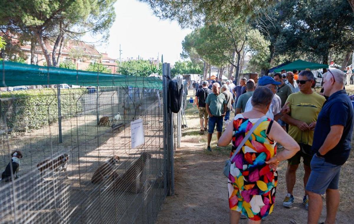 Gossos de caça, protegits del sol a l'ombra dels arbres del Bosquet