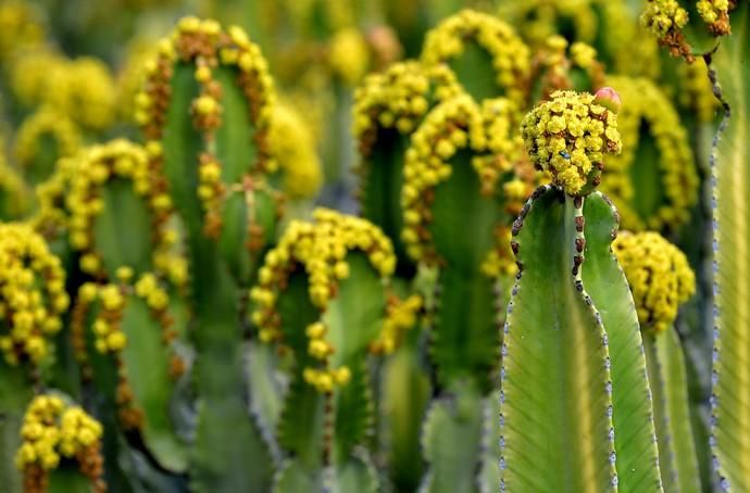 01/03/2019 MONTAÑA LOS VELEZ, AGÜIMES. Plantas para exportación de Viveros El Rosal. SANTI BLANCO