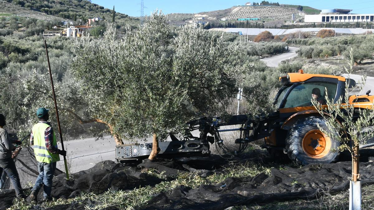 Recogida de aceitunas en Córdoba.