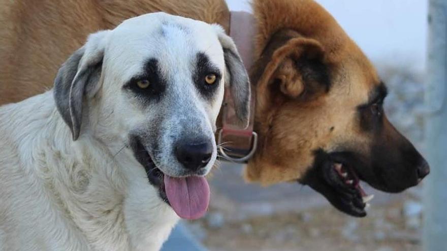 El refugio de animales Turgalium intensifica su labor y consigue la adopción de seis perros en Madrid