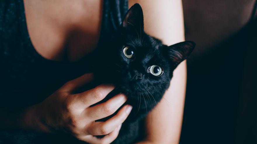 En la Edad Media se persiguió a los gatos negros por creer que causaban la peste