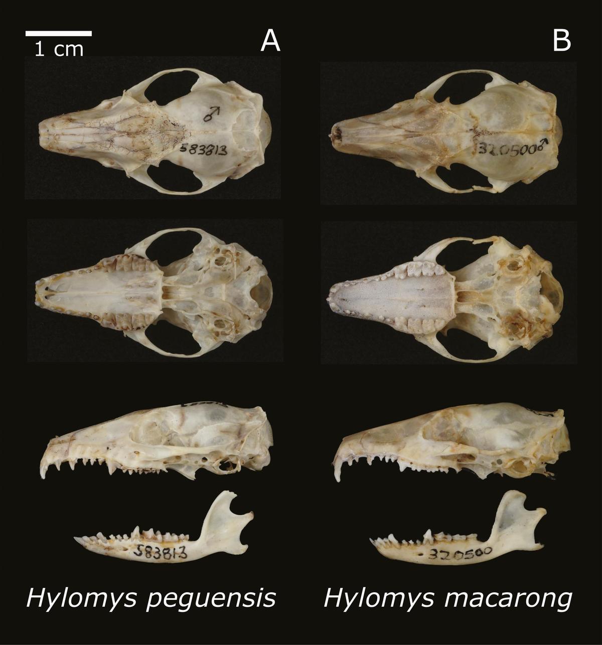 Cráneos de dos de las especies de Hylomys