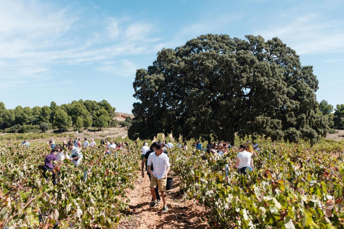 Celebración de la Fiesta de la vendimia en Bodegas Nodus.