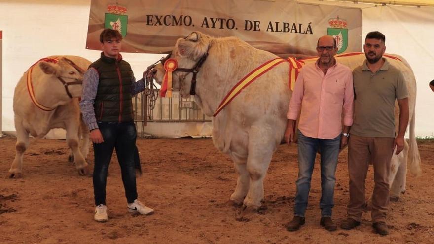 Feria de Albalá: ganado selecto vacuno y ovino en el mejor momento para comprar