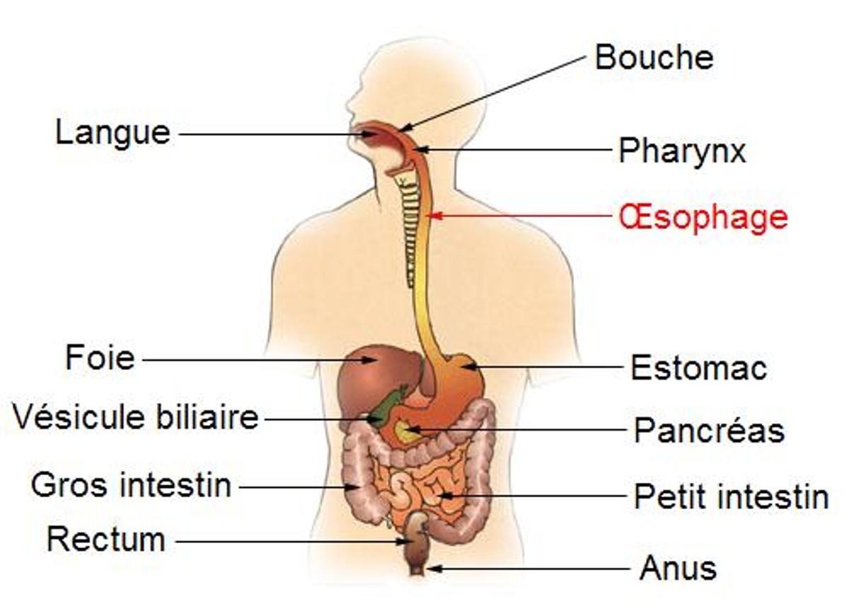 Está en francés, pero las partes más importantes de este Diagrama que representa el sistema digestivo con énfasis en el esófago, se entienden bien.
