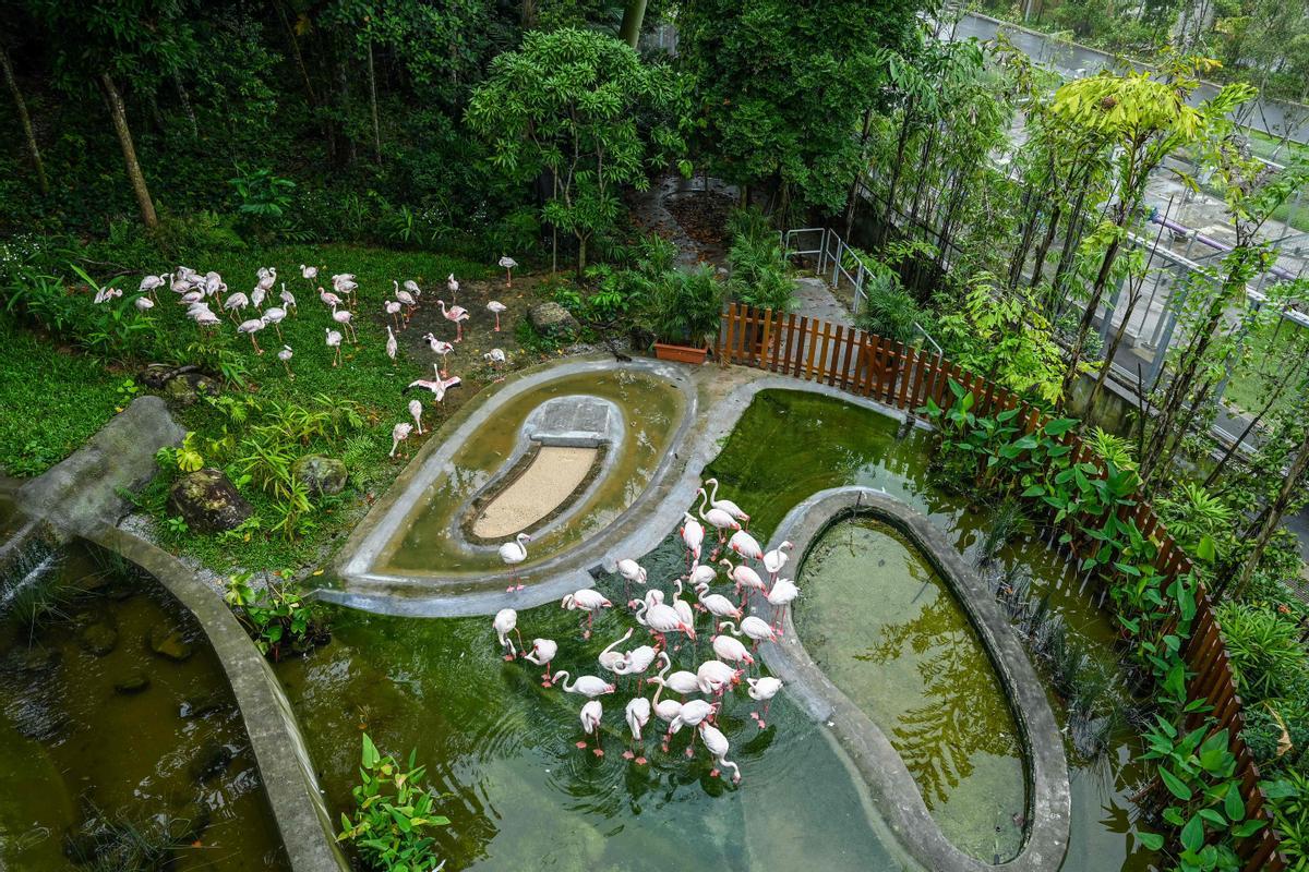 Singapur estrena el parque Paraíso de los pájaros