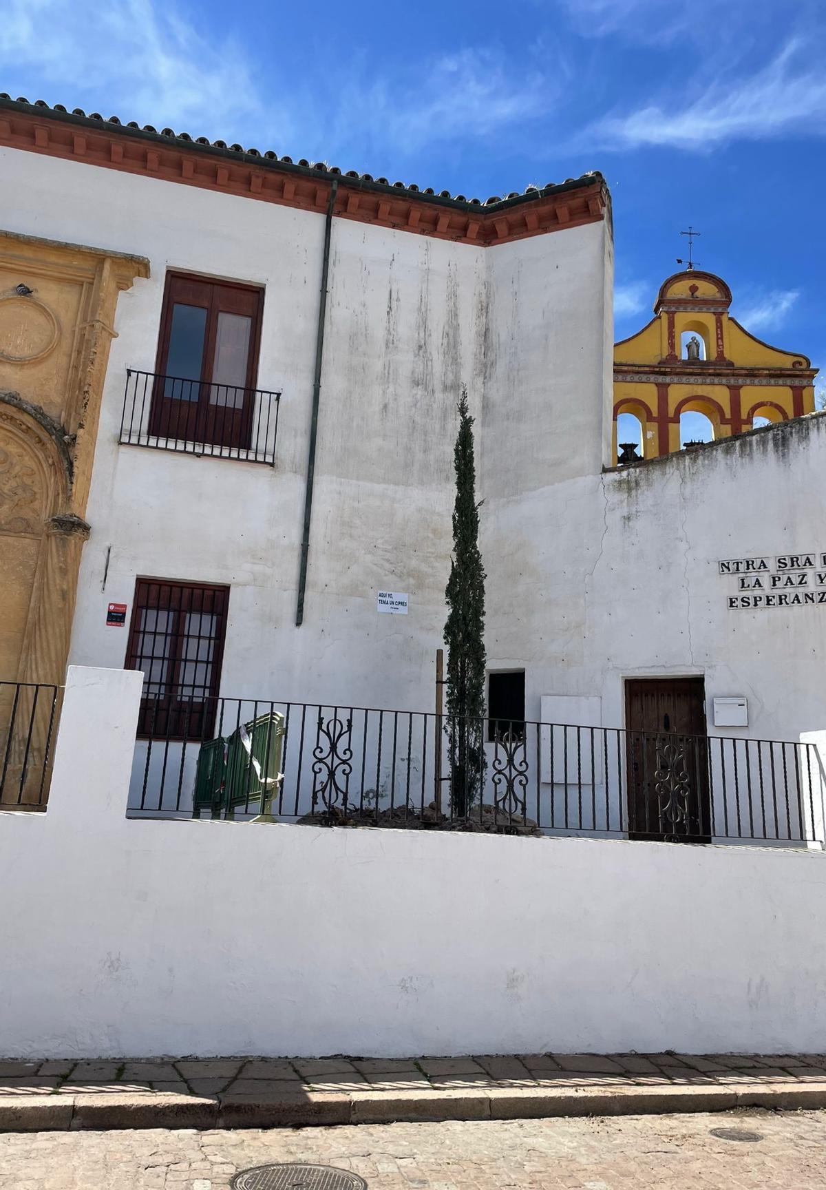 Imagen del nuevo ciprés plantado por el Ayuntamiento de Córdoba en la Cuesta del Bailío.
