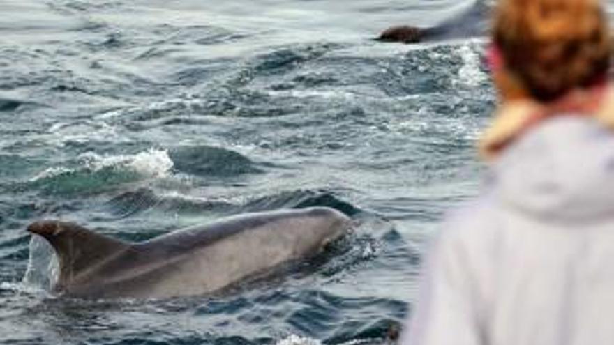 Detectan en el interior de la ría de Arousa una inusual presencia de delfín común