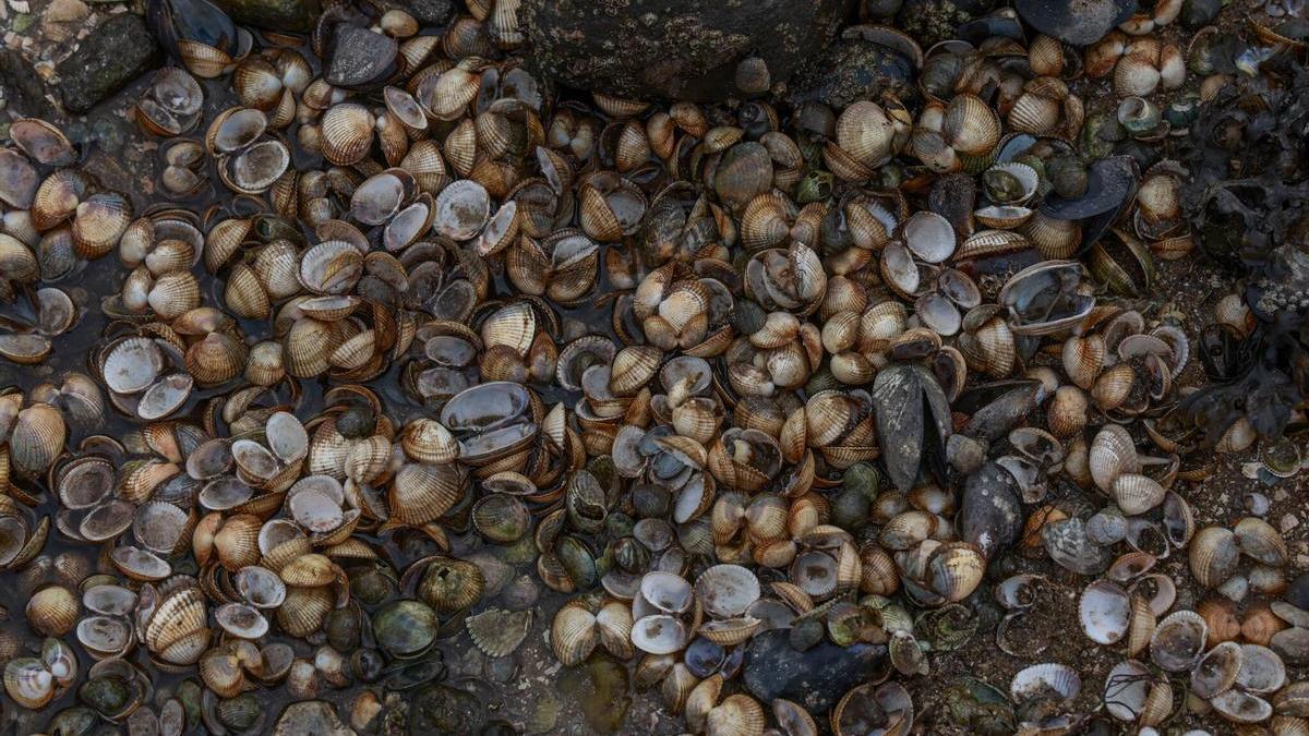 Mortandad de marisco en una playa de Arousa.