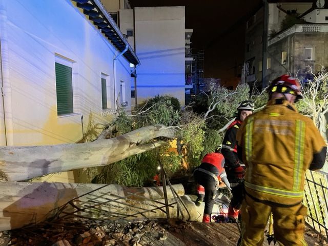 Umgestürzte Bäume und Müllcontainer: Die Folgen des Sturms auf Mallorca