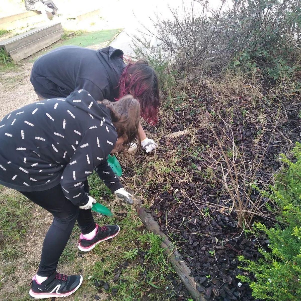 Alumnos arrancando malas hierbas en el jardín.