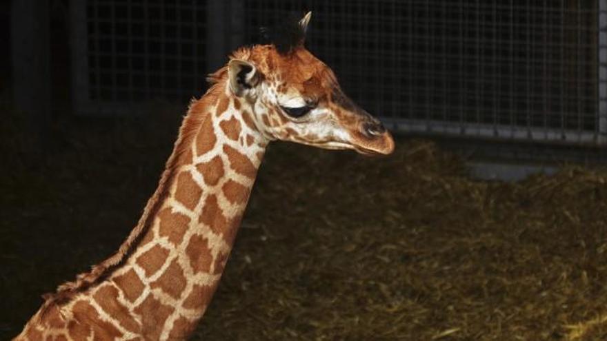 La jirada nacida hace un mes en Bioparc.