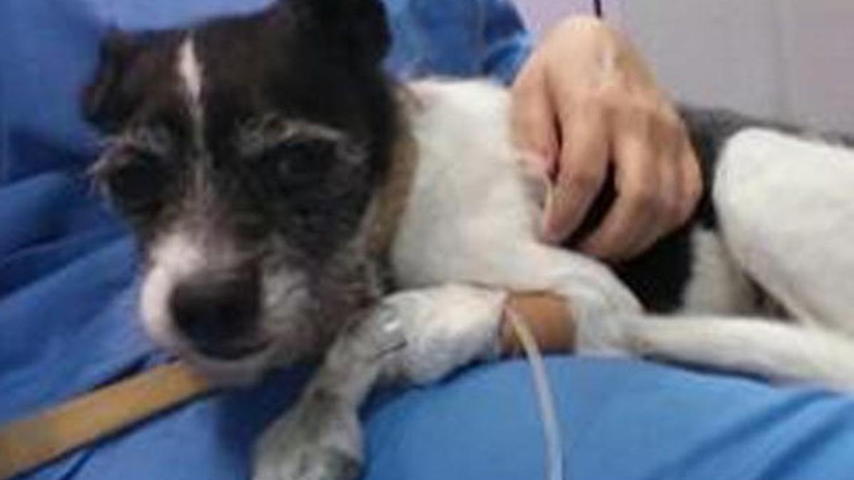 Imagen de archivo de un perro, atendido en la clínica veterinaria.