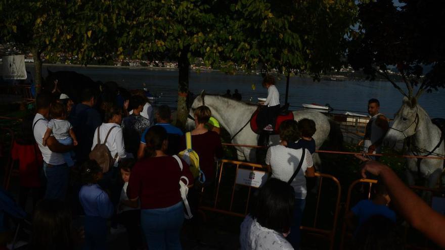 Caballos en la feria del domingo en Moaña.//Gonzalo Núñez