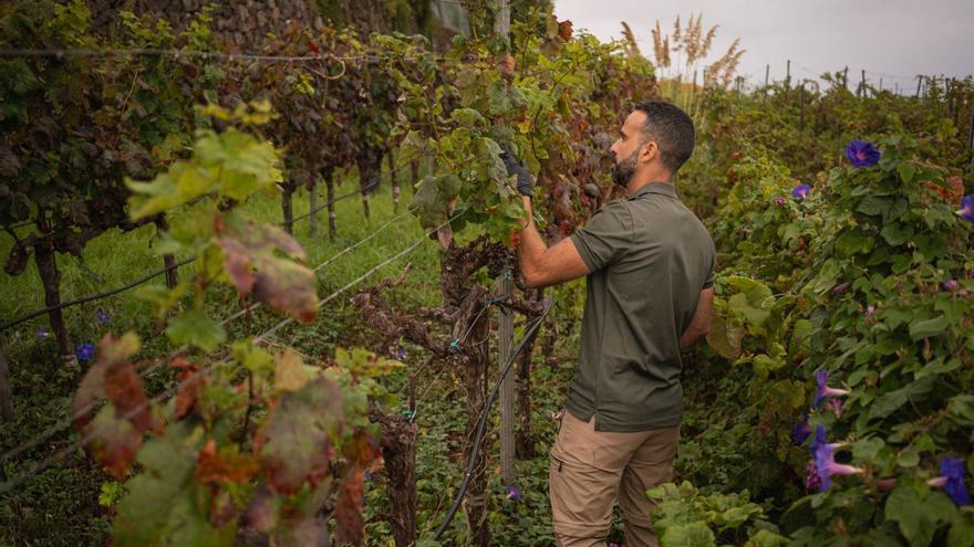 Los afectados por la filoxera y la sequía se reparten millón y medio