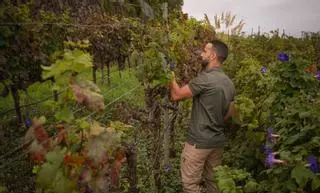 Los afectados por la filoxera y la sequía se reparten millón y medio