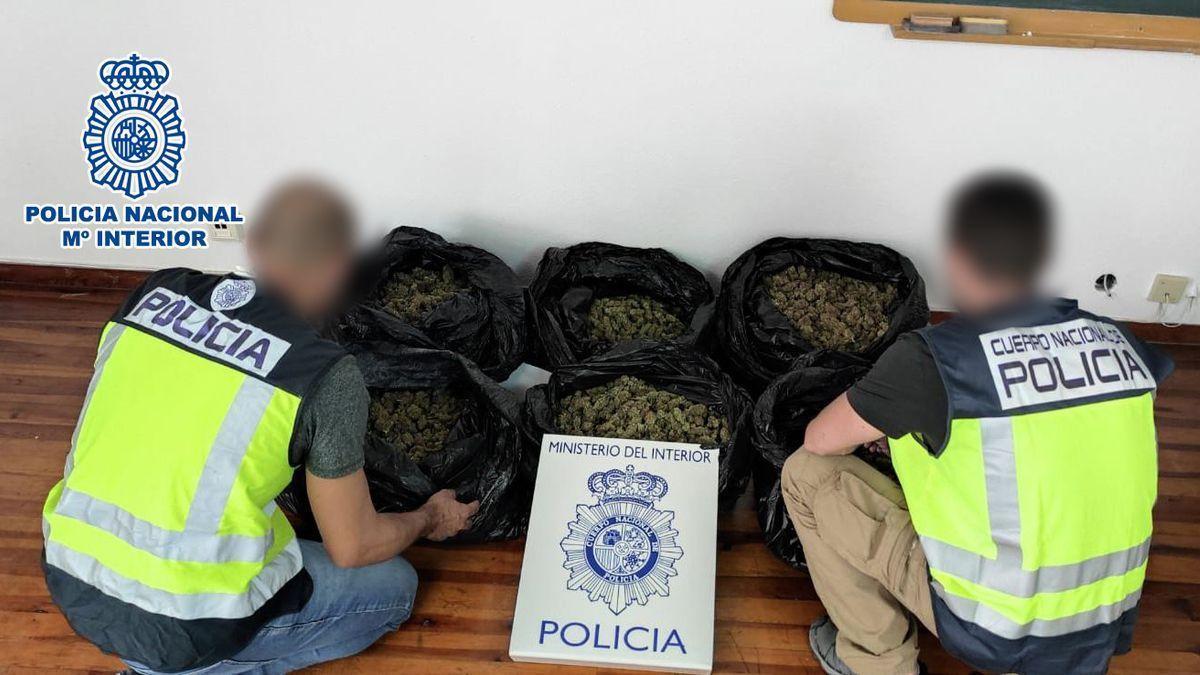 La marihuana intervenida por la Policía Nacional de Elda.