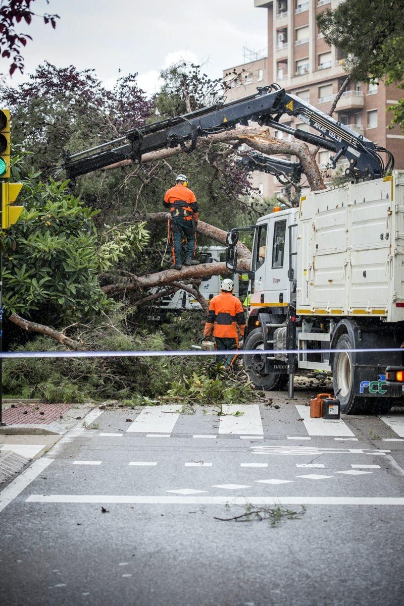 Imágenes de la caída de un árbol en la Calle Rioja