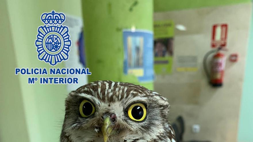 Salvan a una cría de mochuelo malherida tras colisionar con un vehículo en Murcia