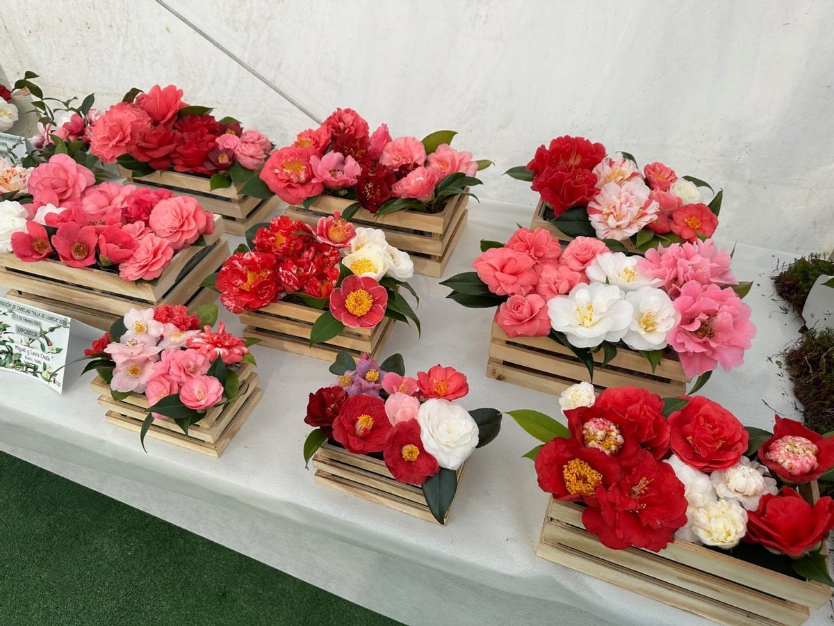 En imágenes: las camelias arrasan en Luarca
