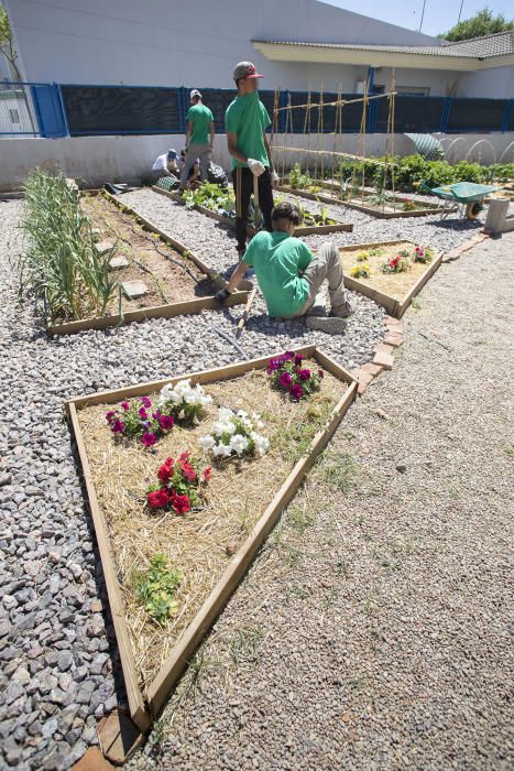 Hort interdisciplinari a l'IES Maltide Salvador de Castelló