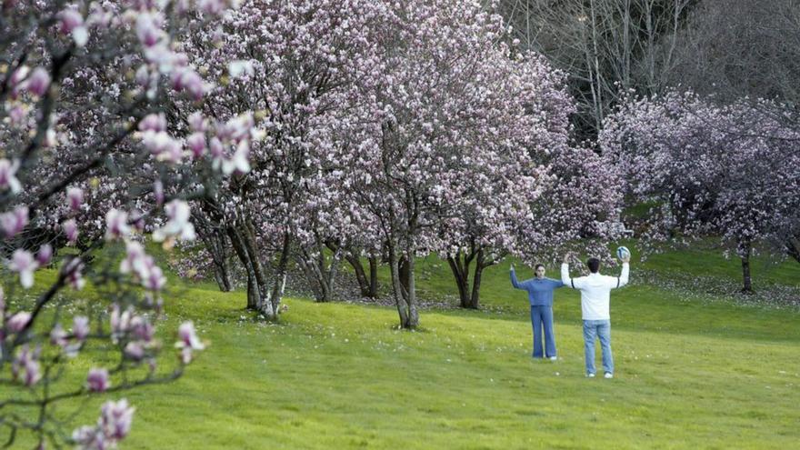 Magnolios en flor a las orillas del Sar, en Santiago. | A. Hernández
