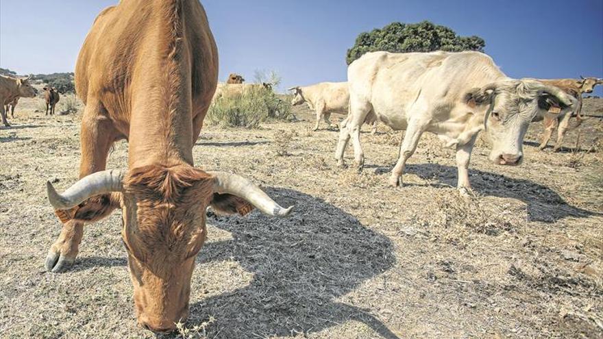 Sed en el campo extremeño