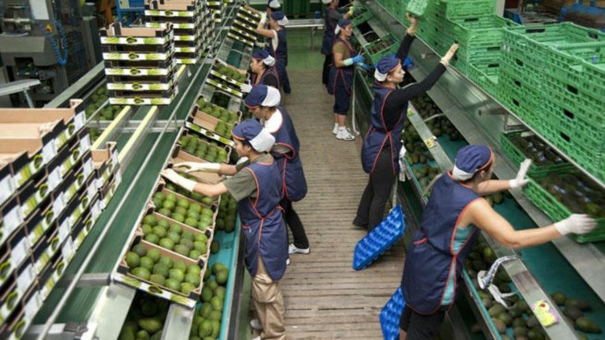 Los aguacates y mangos de la comarca de la Axarquía son muy apreciados por su calidad en Europa, pero el sector lamenta que la cosecha en kilos haya sido pésima.