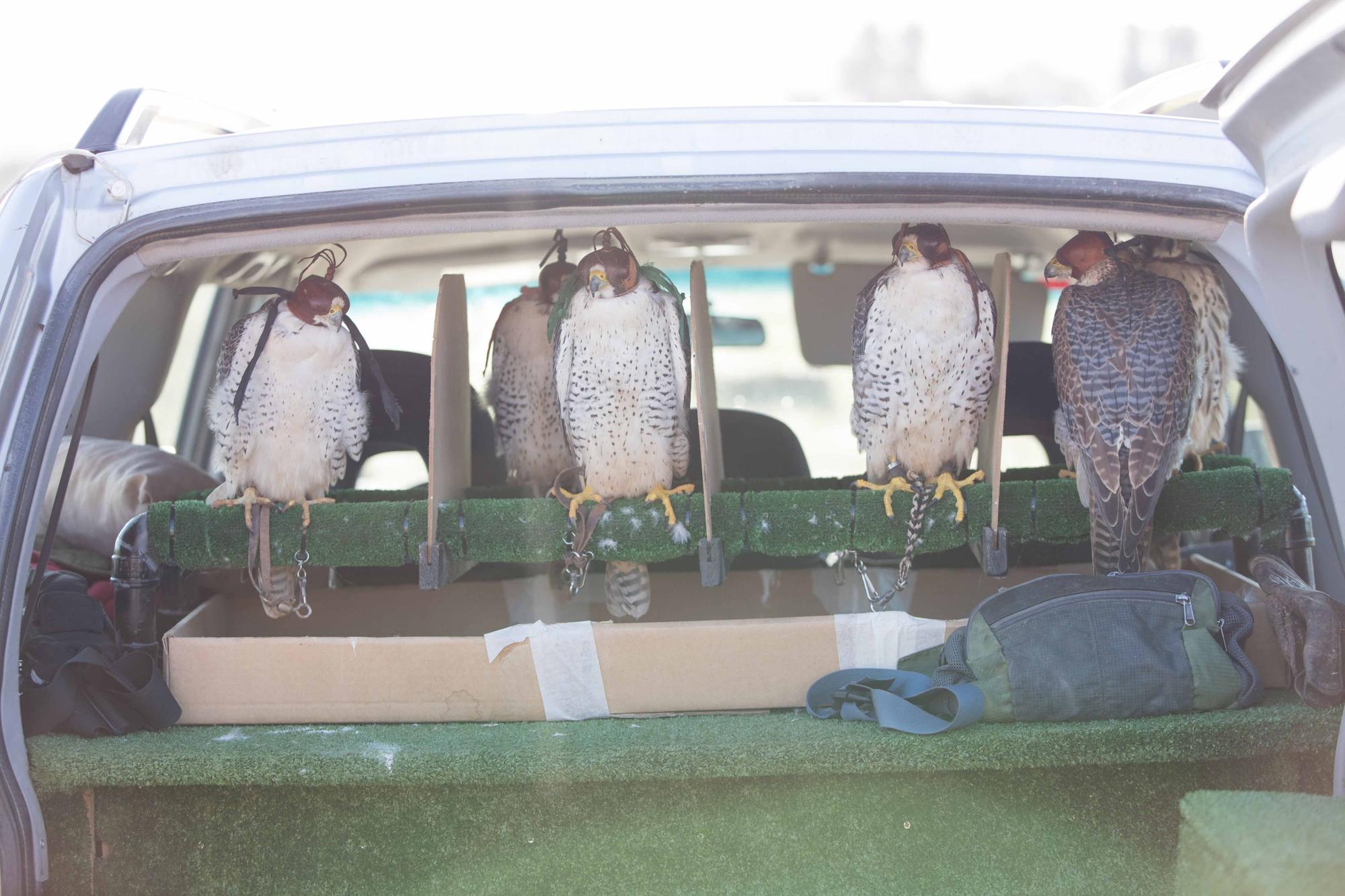 Halcones contra torcaces en Ibiza