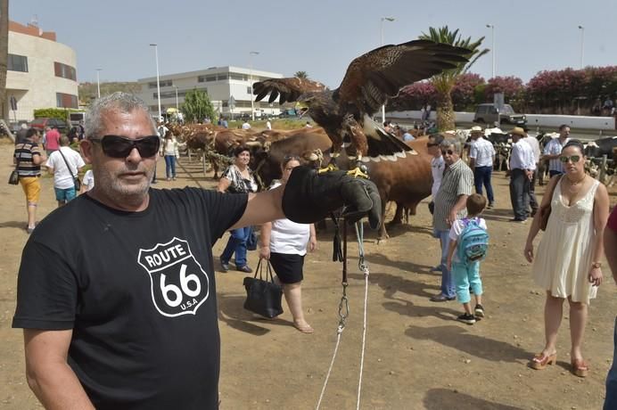 Un vecino con un águila de Harris en la muestra ...