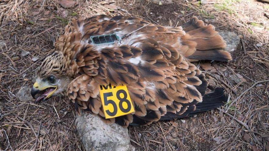 Pollo de milano, una especie en peligro de extinción que vive en la costa de Llucmajor.