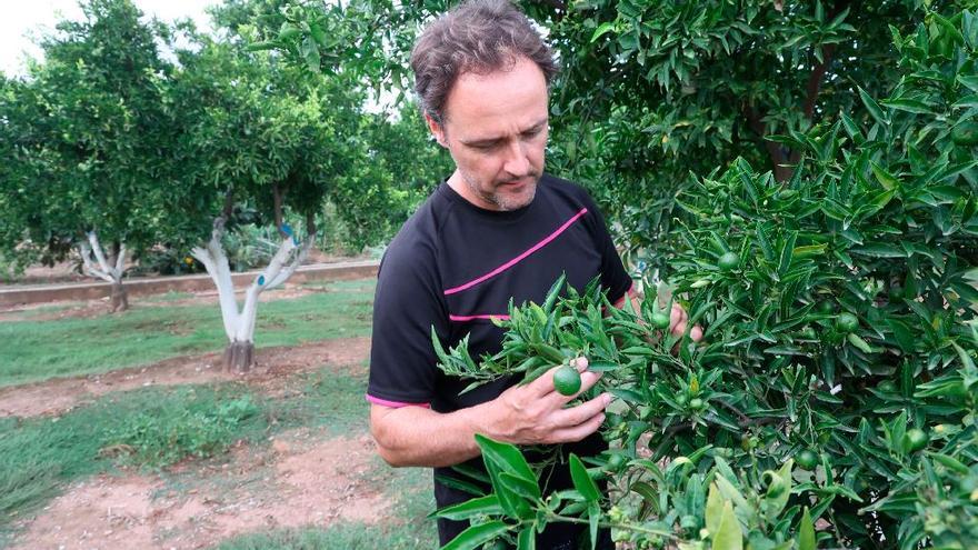 Un agricultor de Almassora observa los efectos que la presencia del ‘cotonet’ ha causado en su campo de cítricos.