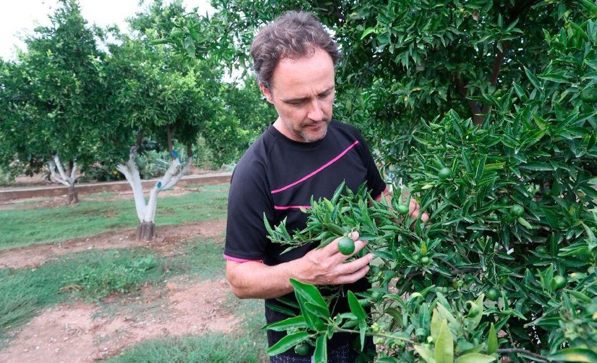 Un agricultor de Almassora observa los efectos que la presencia del ‘cotonet’ ha causado en su campo de cítricos.