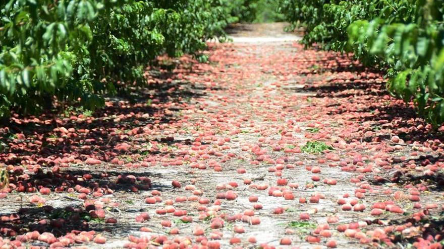 Los agricultores dejan la fruta en el árbol, que acaba cayendo al suelo, por no tener precio suficiente en el mercado.