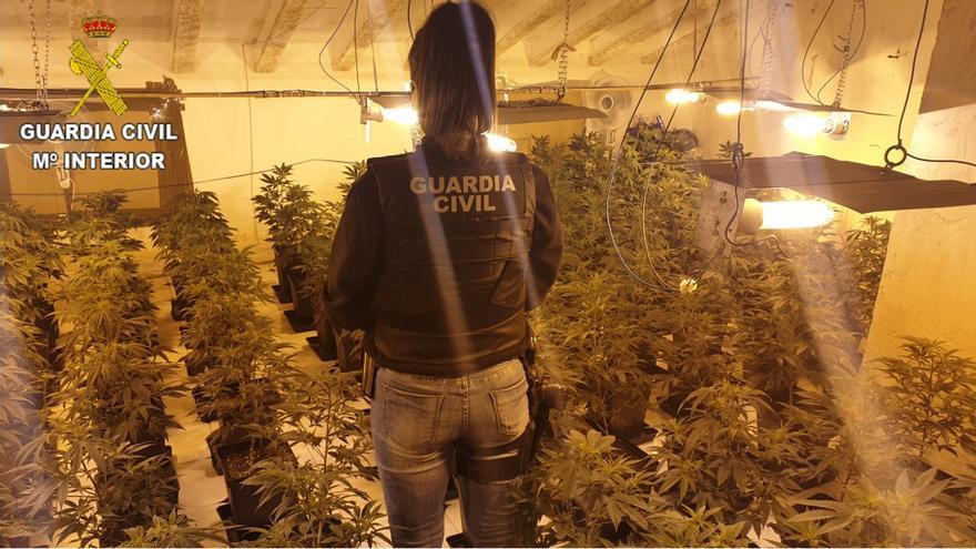 Las plantas de marihuana incautadas en la operación