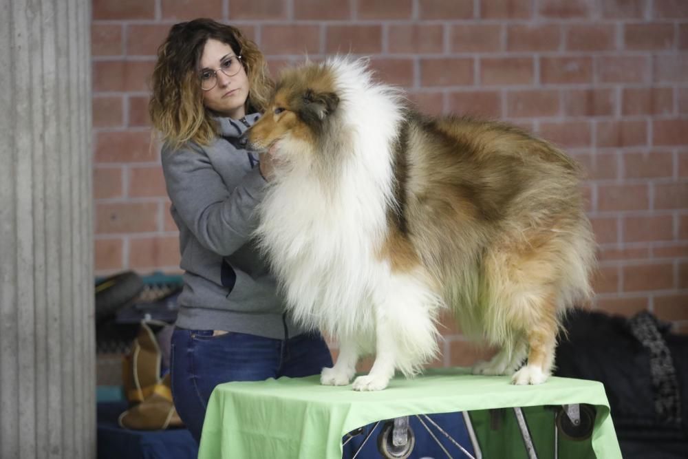 Expocanina 2018