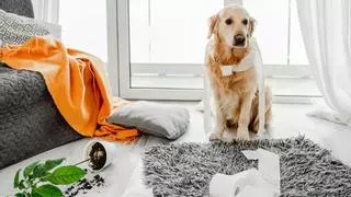 El gesto que parece normal, pero puede explicar por qué tu perro sufre ansiedad cuando se queda solo