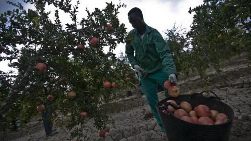 Solicitan abaratar los seguros agrarios y aumentar el valor de la granada mollar ilicitana