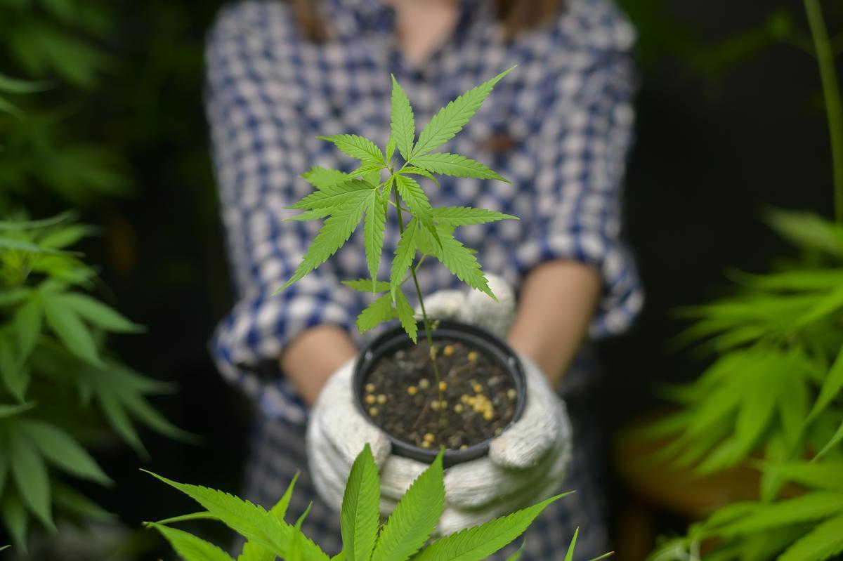 Cuántas plantas de marihuana son aceptadas para el cultivo personal