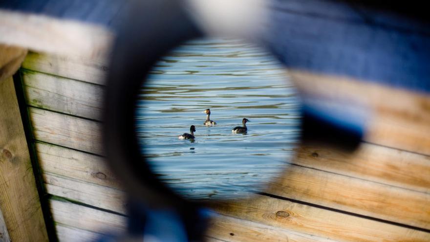 Pájaros en la ría de Avilés vistos a través del ojo de un prismático.