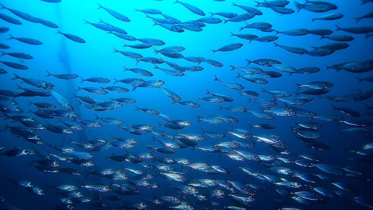 Banc de peixos al mar, on cada vegada són més freqüents les onades de calor que estan minvant les poblacions piscícoles