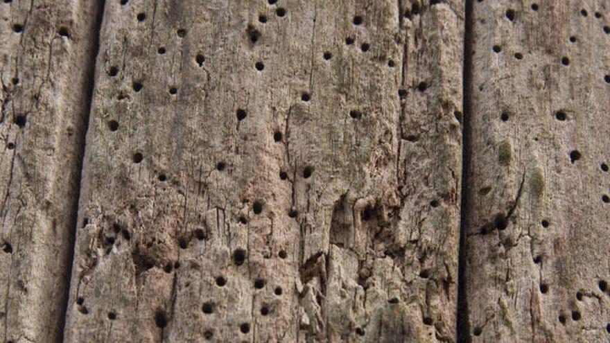 Cómo tapar los agujeros de la carcoma en la madera?