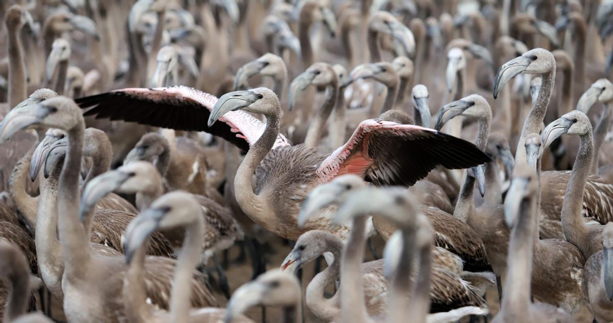 Unos 400 voluntarios participan en el anillamiento de alrededor de 600 pollos de flamenco en la Reserva Natural de Fuente de Piedra