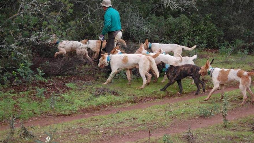 Asaja considera &quot;buena a grandes rasgos&quot; la temporada de caza mayor