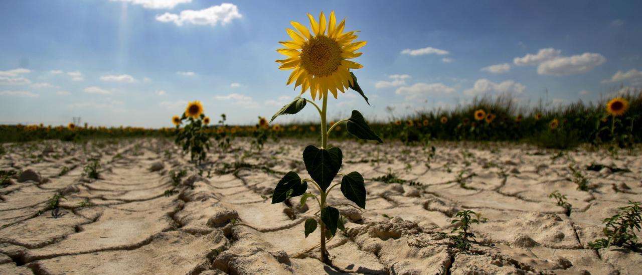 Girasol en un terreno desértico